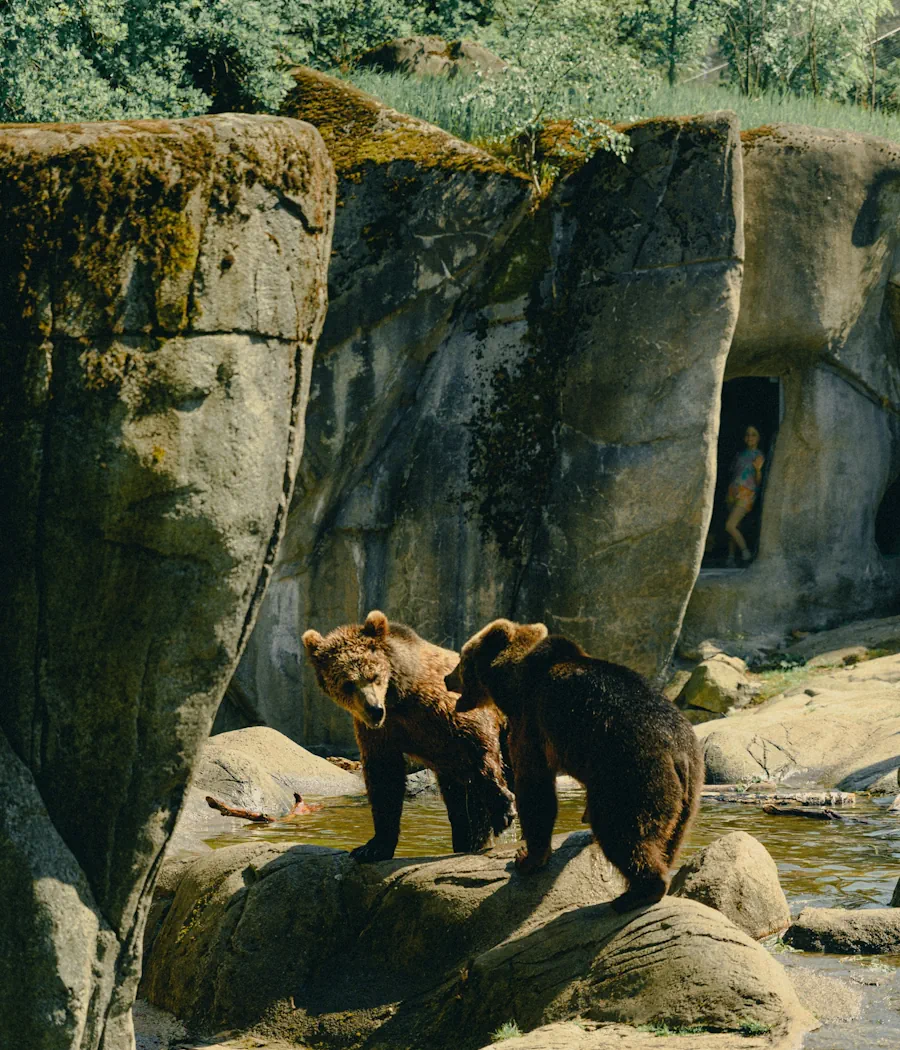 björnar på skansen